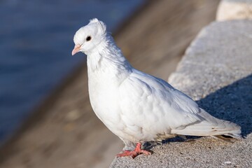 A beautiful white dove with a tuft on the back of its head sits on a concrete slab and bask in the sun