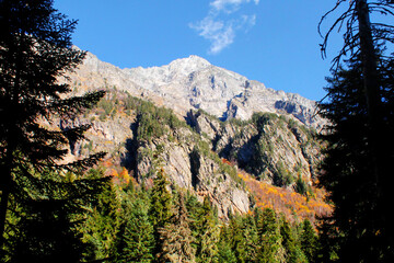 The magical colors of autumn in the forest of Svaneti