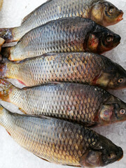 fresh fish on ice