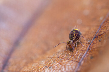 Collembole Dicyrtomina ornata en gros plan