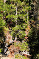 The magical colors of autumn in the forest of Svaneti