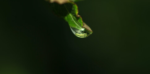 drop of water