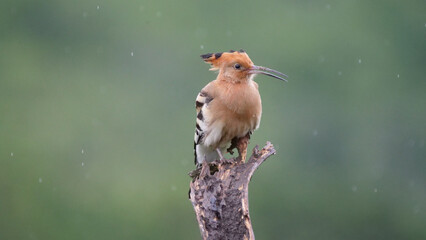Hoopoes on a tree branch