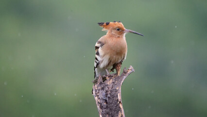 Hoopoes on a tree branch