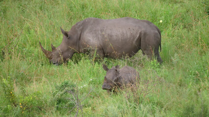 Rhino and her young