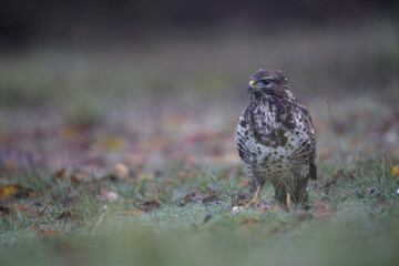 Buse variable Buteo buteo en gros plan