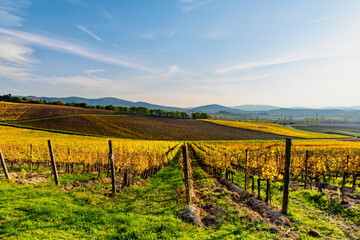 Fototapeta na wymiar colorful autumnal vineyards of Chianti in the province of Siena
