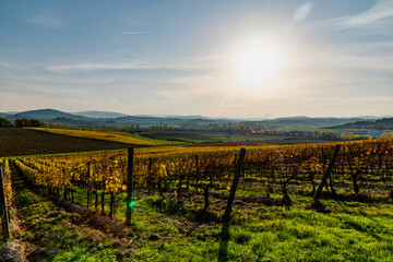 Fototapeta na wymiar colorful autumnal vineyards of Chianti in the province of Siena