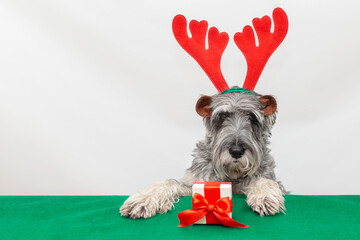 Gray dog, mittelschnauzer in Christmas reindeer antlers with a gift on a white background. Ideas...
