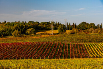 colorful autumnal vineyards of Chianti in the province of Siena