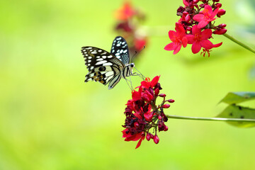 Beautiful butterfly on the flower, Nature background