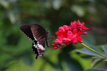 Beautiful butterfly on the flower, Nature background