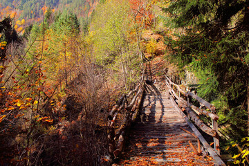The magical colors of autumn in the forest of Svaneti