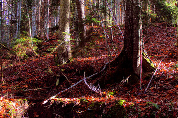 The magical colors of autumn in the forest of Svaneti