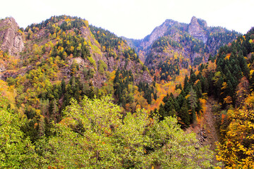 The magical colors of autumn in the forest of Svaneti