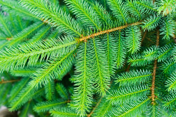 Detail of fresh spruce branch. Young green shoots of spruce in the spring.