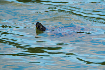 Head of turtle swimming on wavy lake, beautiful multicolored water surface