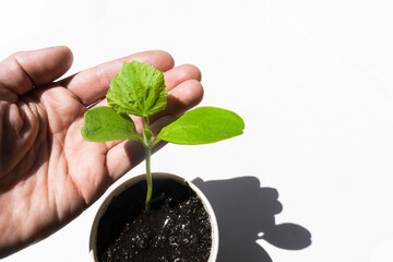 Seedling of a cucumber and a man's palm. Selective focus. Cucumber seeds. Gardening
