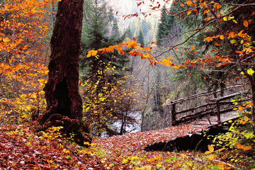 The magical colors of autumn in the forest of Svaneti