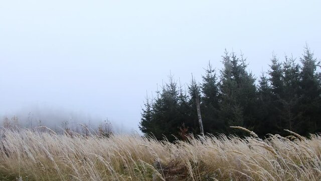 Timelapse of nature on falling snow with fog and yellow grass covered with fresh snow moving in the wind with trees in the background in white.