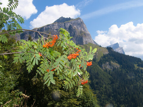 plaine joux,servoz, haute savoie, FRANCE