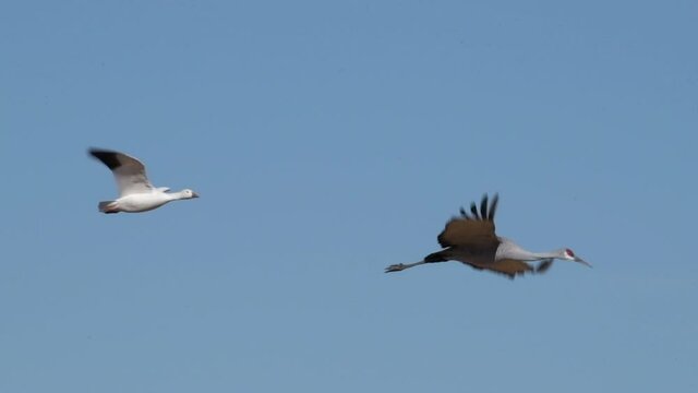 One snow goose flies with one sandhill crane  through the clear blue sky during their migration along the Central Flyway through North America in December. High quality slow motion video.