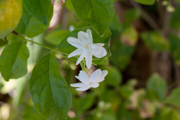 Fresh Jasmine flower bloom on tree with sunlight in the garden.