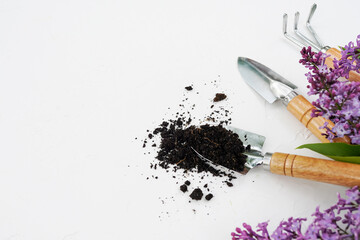 Gardening tools, soil and flowers lilac on white background, copy space