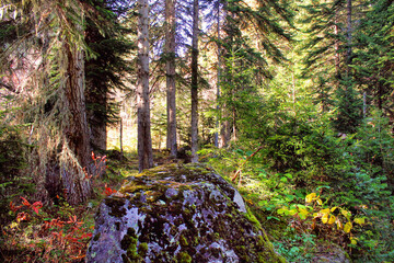 The magical colors of autumn in the forest of Svaneti