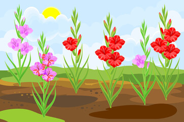 Blooming gladiolus plants with flowers and green leaves growing from the ground on background of summer landscape