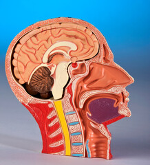 Human Physiology