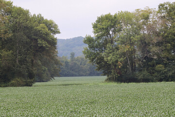 Fototapeta premium trees in the park