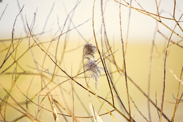 close-up on reeds early in the morning