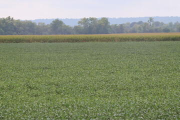 Fototapeta premium green grass field