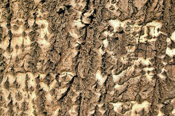 Background rough texture of the bark of an old poplar