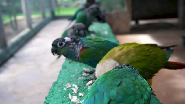 Beautiful Parakeets Feeding On Seeds Inside The Aviary At Wildlife Park Sanctuary In Spain - Closeup Shot