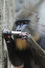 Mandrill (Mandrillus sphinx) drinking water
