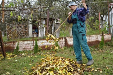 A pile of autumn fallen leaves in yellow and a farmer with rakes