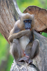 Obraz premium Closeup of Mandrill (Mandrillus sphinx)