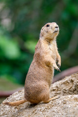 Close up of a Prairie dog (genus Cynomys)