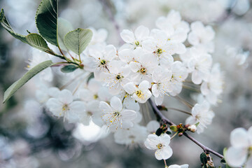 Spring flowers of white and cherry blossom.
