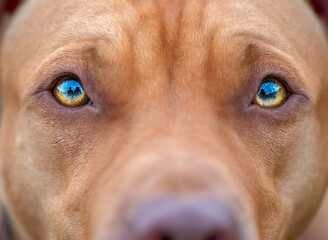 Close-up photographed eyes of an American Pit Bull Terrier.