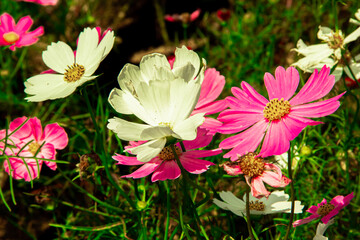 beautiful pink and white cosmos flower