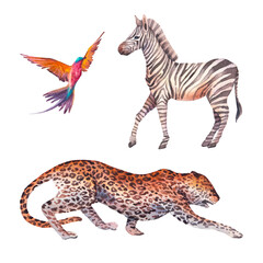 Obraz na płótnie Canvas Watercolor safari animals illustration. Hand drawn set of animals isolated on white background. African fauna: leopard, zebra, tropical bird