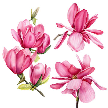 Magnolia flowers on white background, watercolor drawing, floral clipart