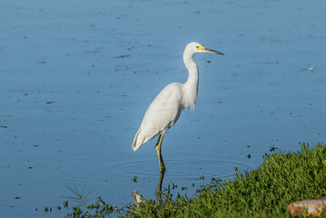 Snowy Egret (Egretta thula) in Malibu lagoon, California, USA