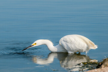 Snowy Egret (Egretta thula) in Malibu lagoon, California, USA