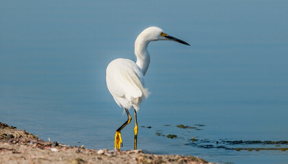 Snowy Egret (Egretta thula) in Malibu lagoon, California, USA