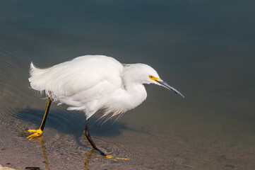 Snowy Egret (Egretta thula) in Malibu lagoon, California, USA