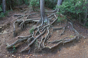 The root road of Mt. Kurama, Sakyo-ku, Kyoto City, Kyoto Prefecture.